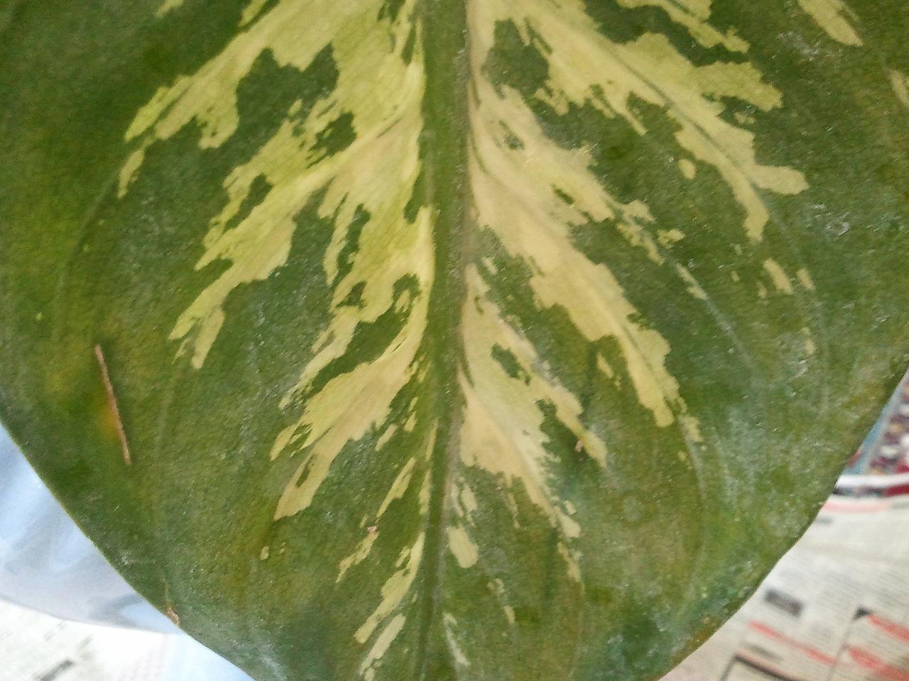 تصویر پرسش و پاسخ گیاه